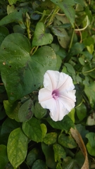 Ipomoea sagittifolia