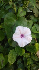 Ipomoea sagittifolia