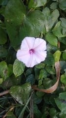 Ipomoea sagittifolia