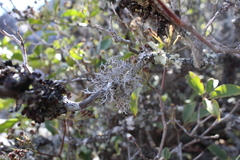 Pseudevernia consocians