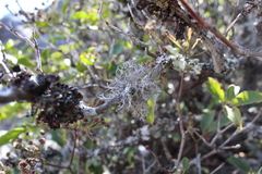 Pseudevernia consocians
