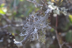 Pseudevernia consocians