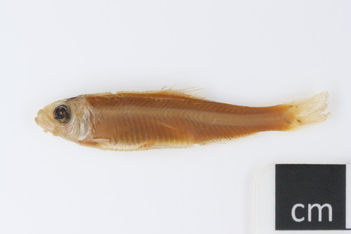 Glassy sprat (Hyperlophus translucidus) — Clupeidae — 5