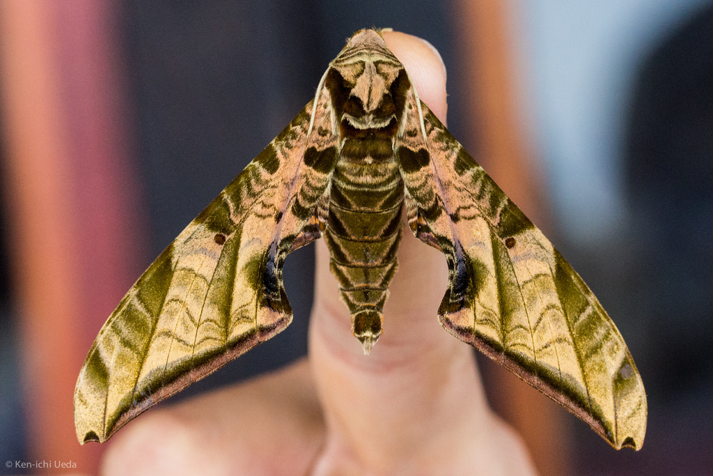 Protambulyx euryalus