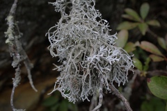 Pseudevernia consocians