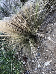 Poa cita
