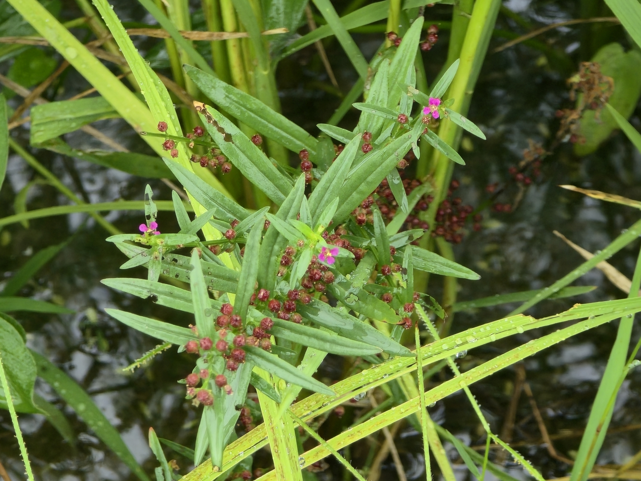 Eared Redstem (Ammannia auriculata)