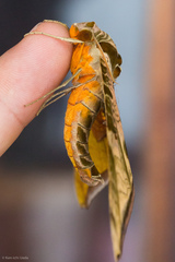 Protambulyx euryalus