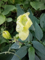 Ruellia bourgaei