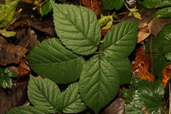 Rubus