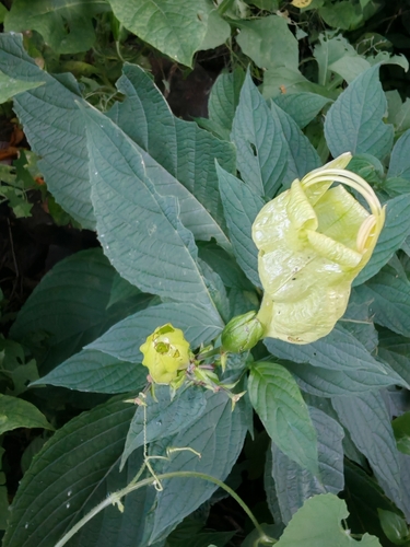 Ruellia bourgaei, photograph 3