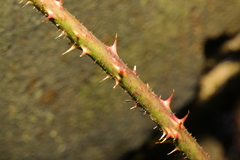 Rubus