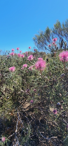 Spreading Coneflower (Isopogon divergens)