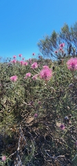 author not stated, no rights reserved Isopogon divergens, photograph author not stated, no rights reserved