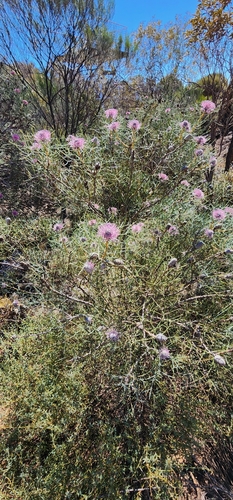 Isopogon divergens, photograph 6