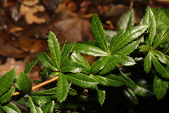 Berberis glaucocarpa