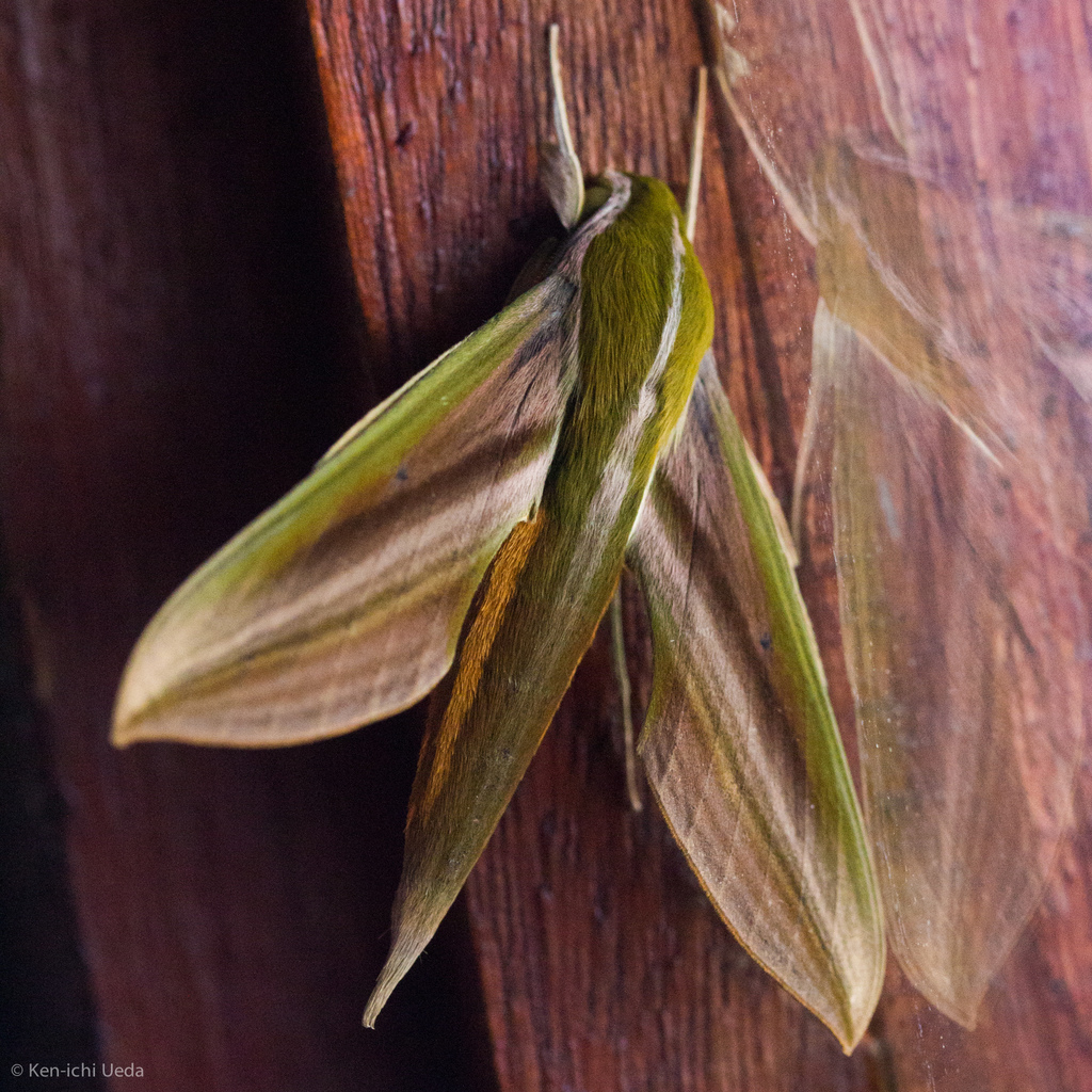 Xylophanes rhodochlora