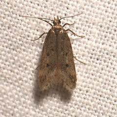 Carolana ascriptella