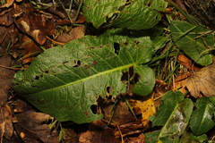 Rumex obtusifolius