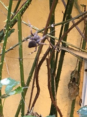 Araneae