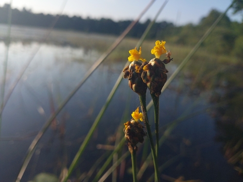 Bog Yellow-eyed Grass (Xyris difformis)