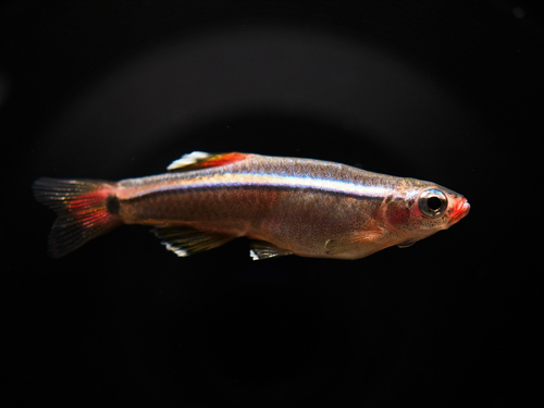 Witwolkbergvisje (Tanichthys albonubes) — Cyprinidae