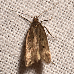 Carolana ascriptella