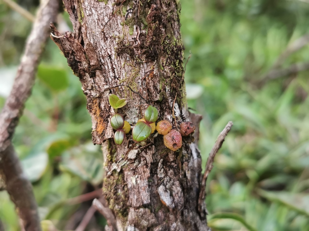Bulbophyllum