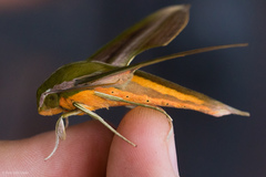 Xylophanes resta