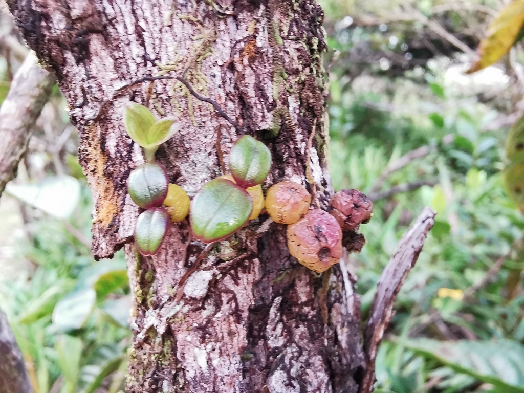 Bulbophyllum nutans Thouars 2