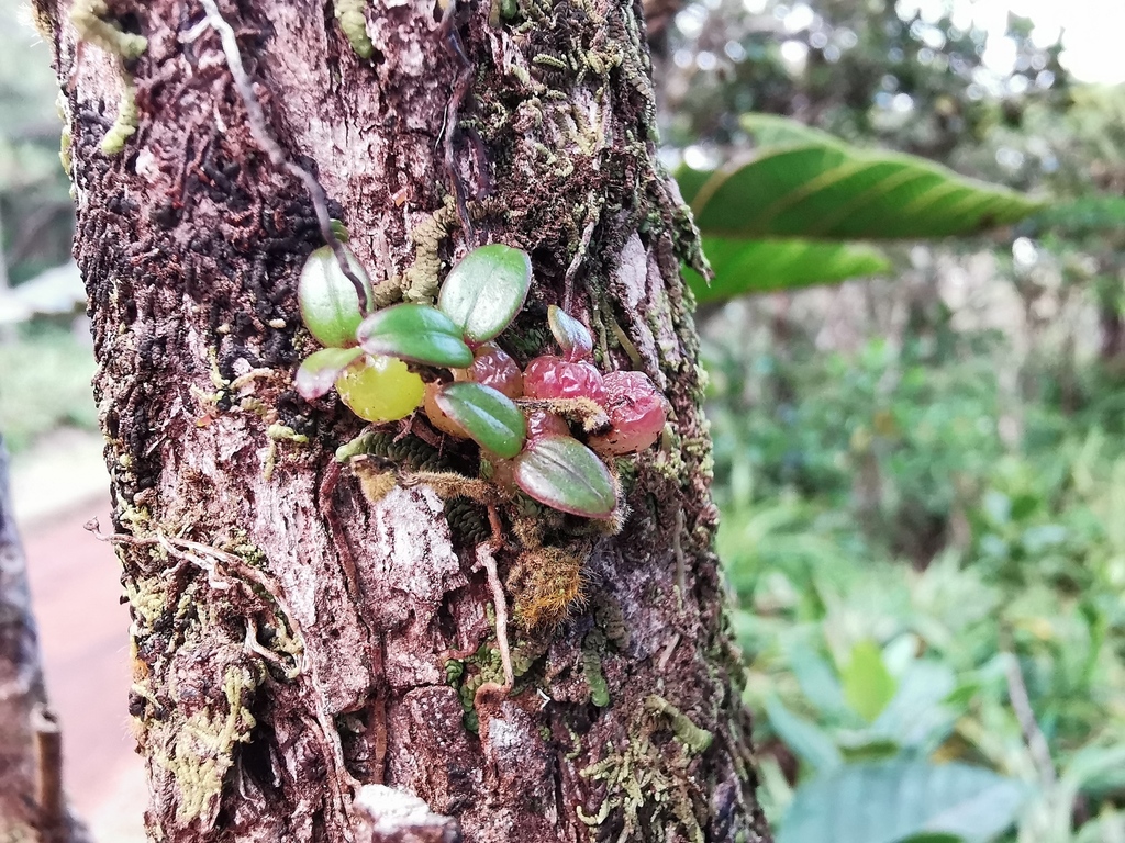 Bulbophyllum nutans Thouars 3