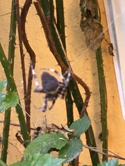 Araneae