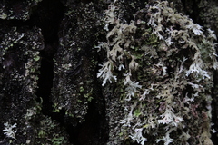 Pseudevernia consocians