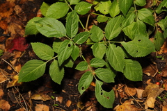 Sambucus nigra