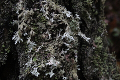 Pseudevernia consocians