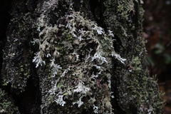 Pseudevernia consocians