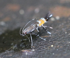 Cosmopteriginae