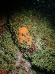 Clathria microjoanna