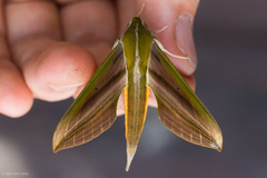 Xylophanes resta