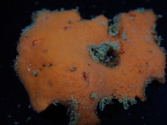 Clathria microjoanna