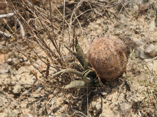 Agave longiflora