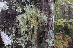 Usnea mutabilis