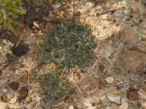 Pelecyphora macromeris