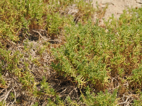 Texas varilla (Varilla texana)