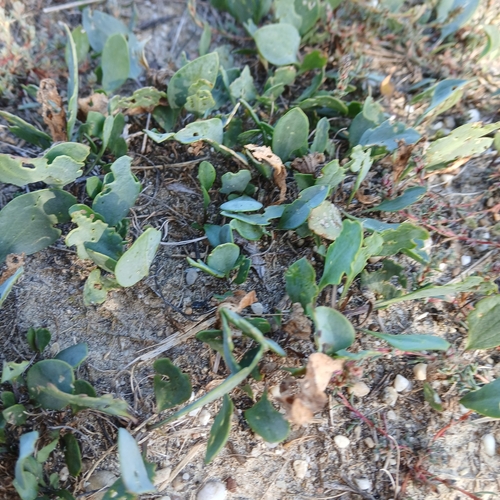 Salzkresse (Lepidium cartilagineum)