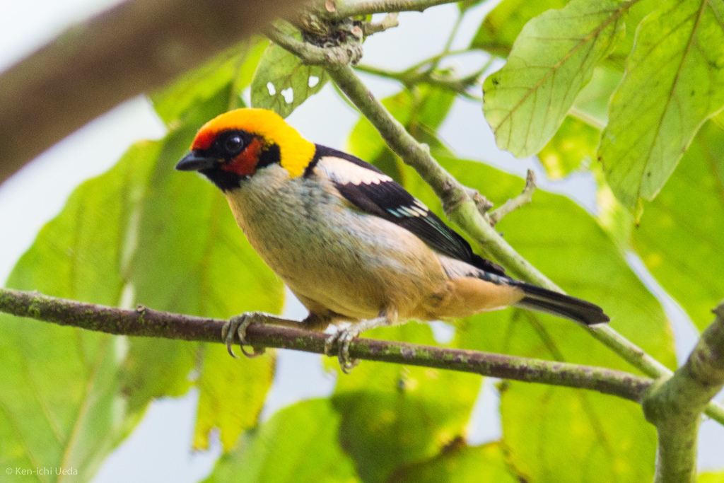 Tangara parzudakii urubambae