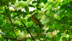 Myiobius sulphureipygius