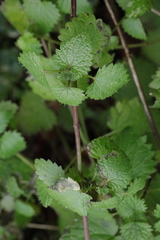 Urtica dioica