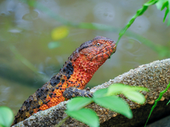 Chinese Crocodile Lizard photo 3