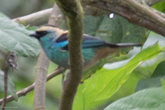 Tangara labradorides